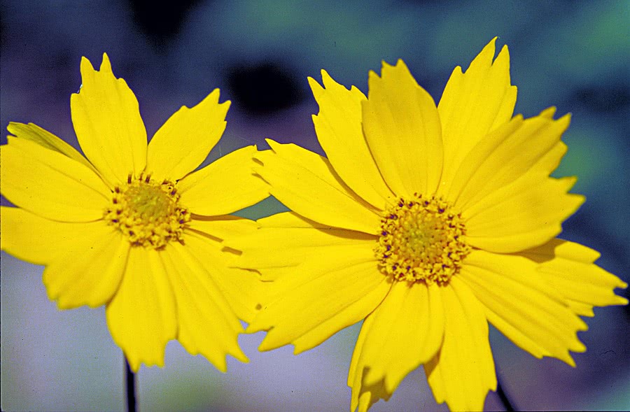 mouse-ear tickseed  Coreopsis auriculata