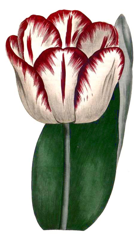 Didiers Tulip  Tulipa gesneriana