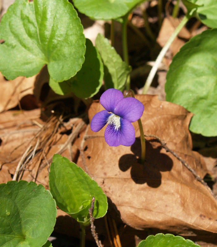 Blue Violet  Viola sororia