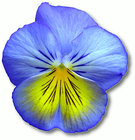 blue_flower/