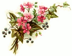 pink blooms w ivy