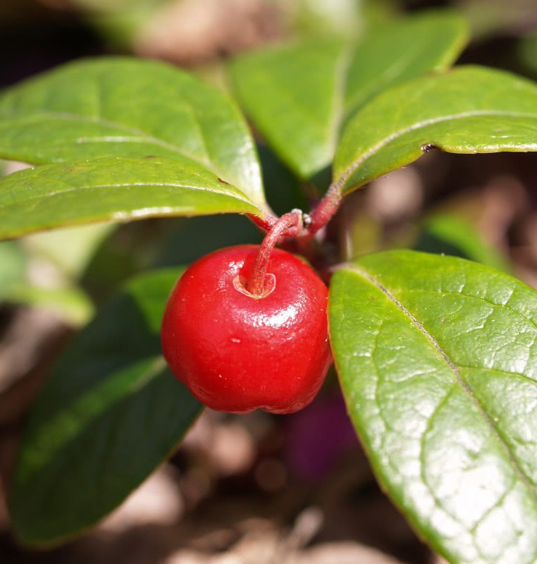 Wintergreen Berry  Gaultheria procumbens