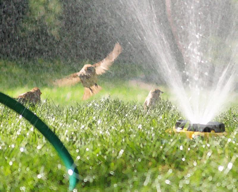 birds August sprinkler fun