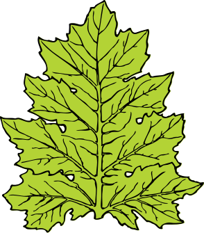 acanthus leaf