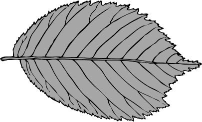 bi serrate leaf