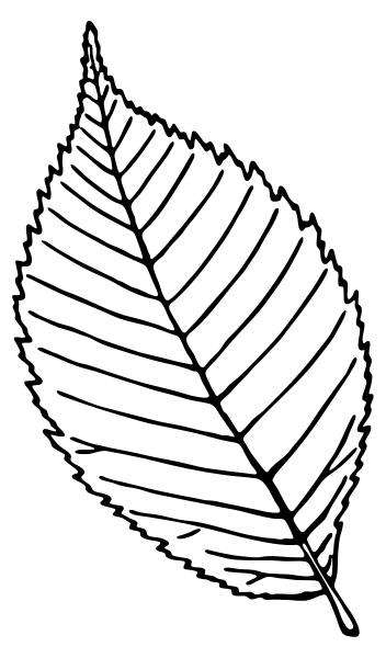 serrulate leaf