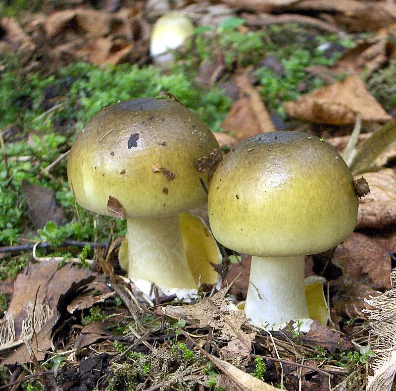 Death Cap Mushrooms  Amanita phalloides young