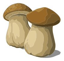 mushrooms 2