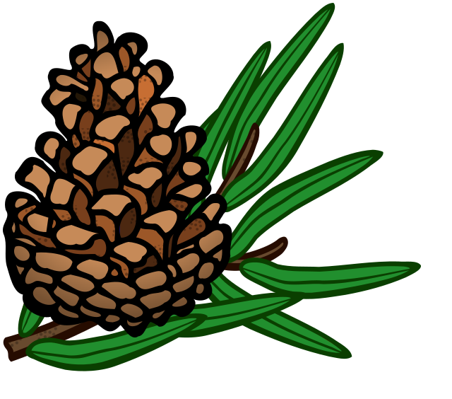 pine cone w needles