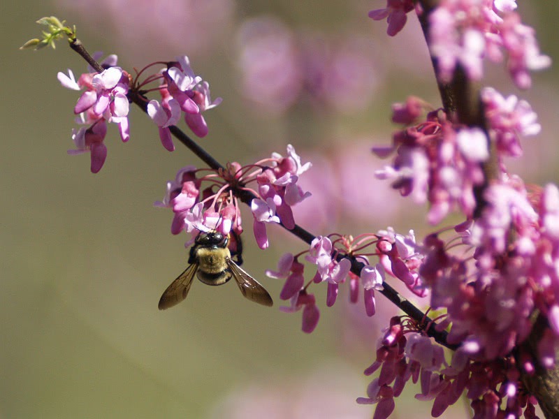 Redbud Tree  Cercis canadensis  with bee