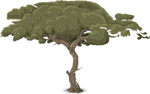 tree acacia 1