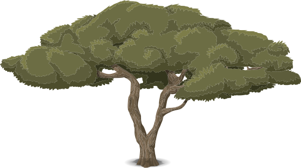 tree acacia 2