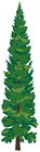 tall_pines/