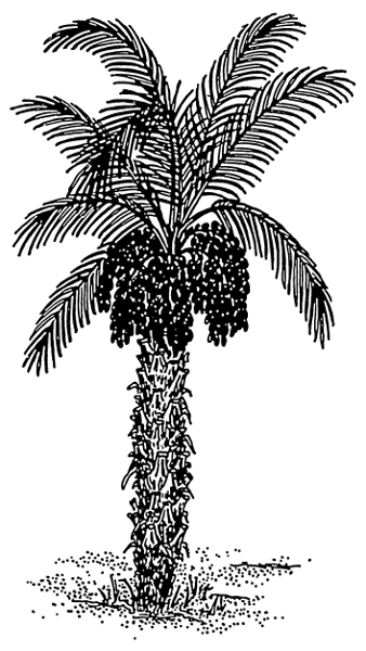 Date palm 2