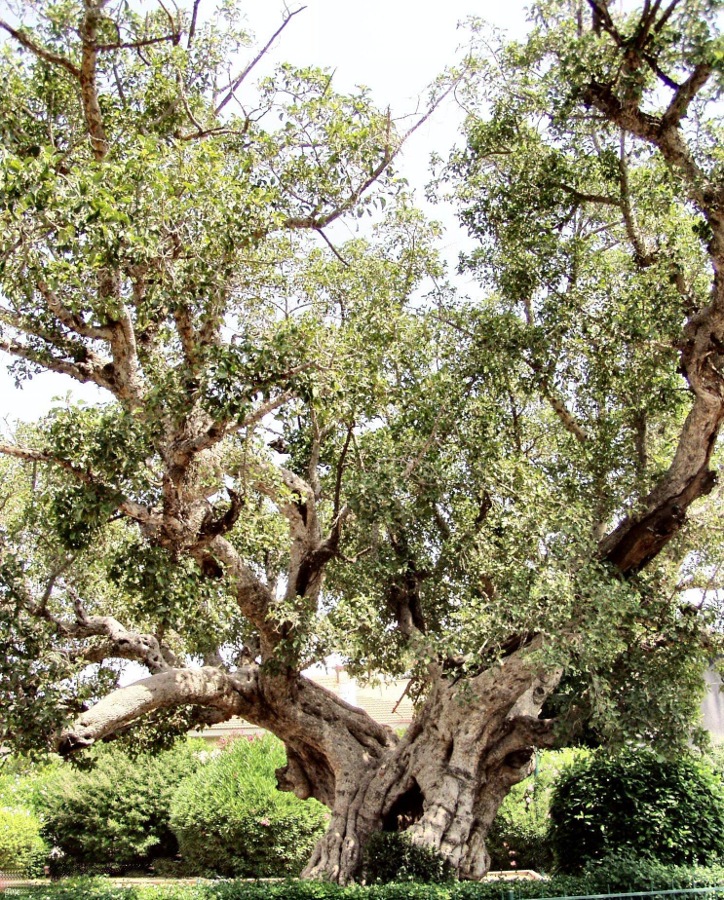 Sycamore tree  Ficus sycomorus