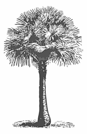 Australian Fan Palm