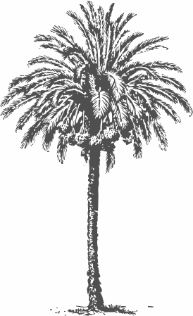 date palm 2