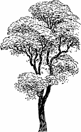 Tree silhouettes 8