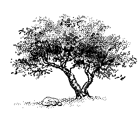 tree by rock