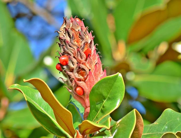 Magnolia grandiflora seeds