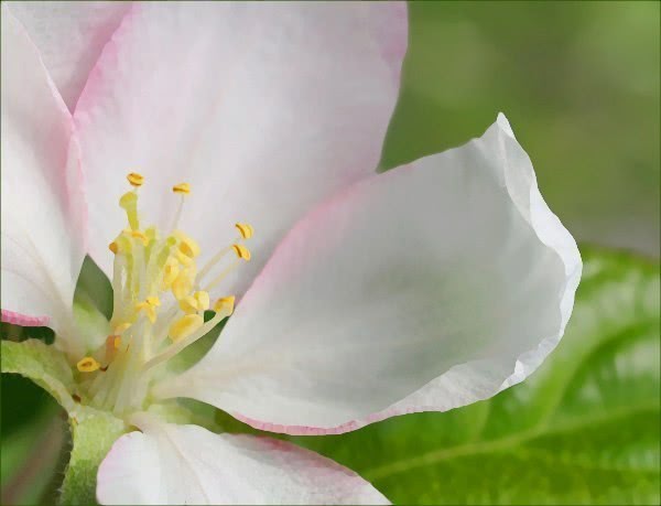 crabapple blossom graphic