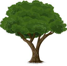 tree deciduous 2
