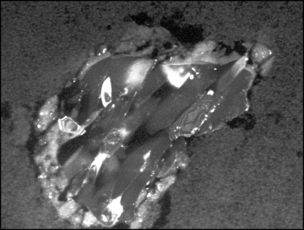Forsterite  crystal captured in space by Stardust spacecraft