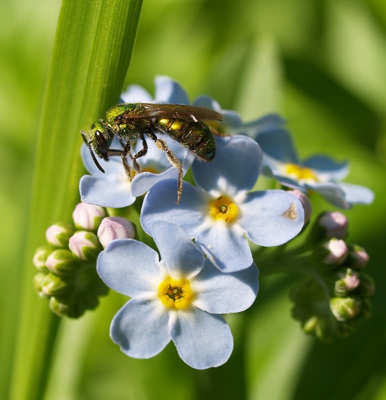 blue flowers with green bee