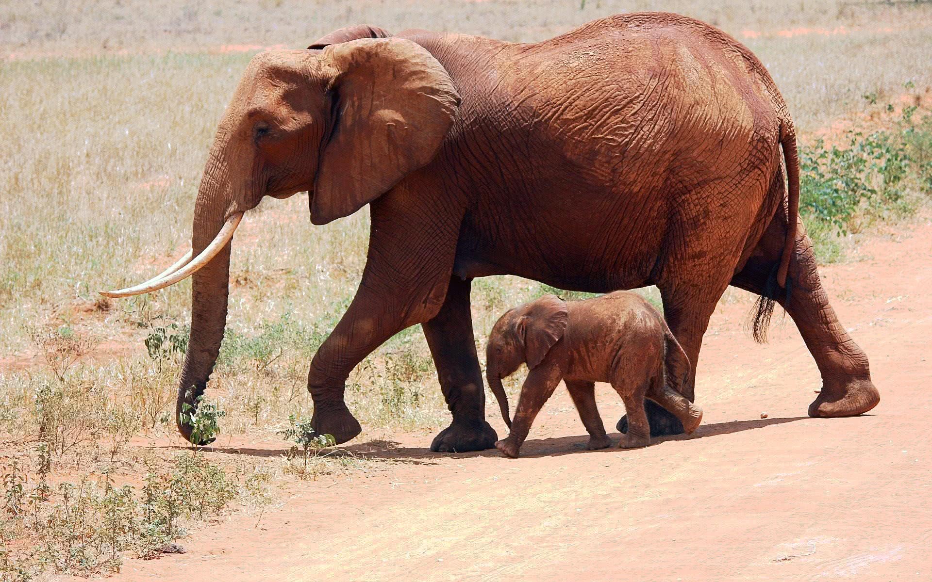 elephant with cub