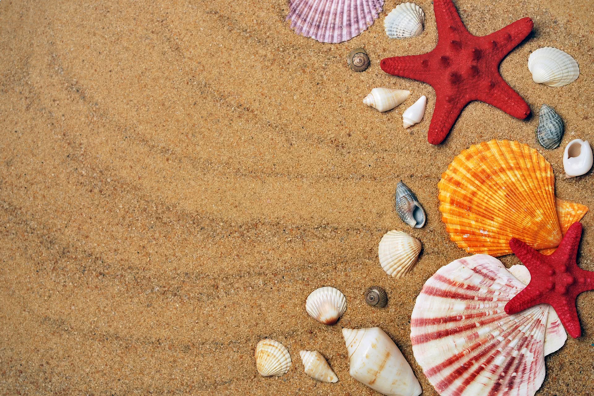 beach shells wallpaper