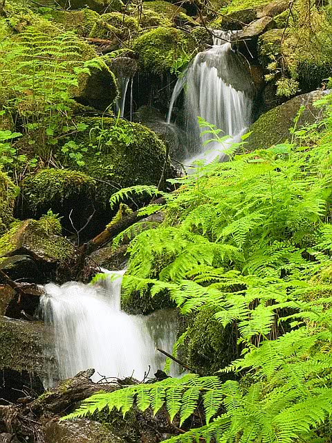 waterfall among ferns