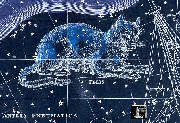 Felis constellation