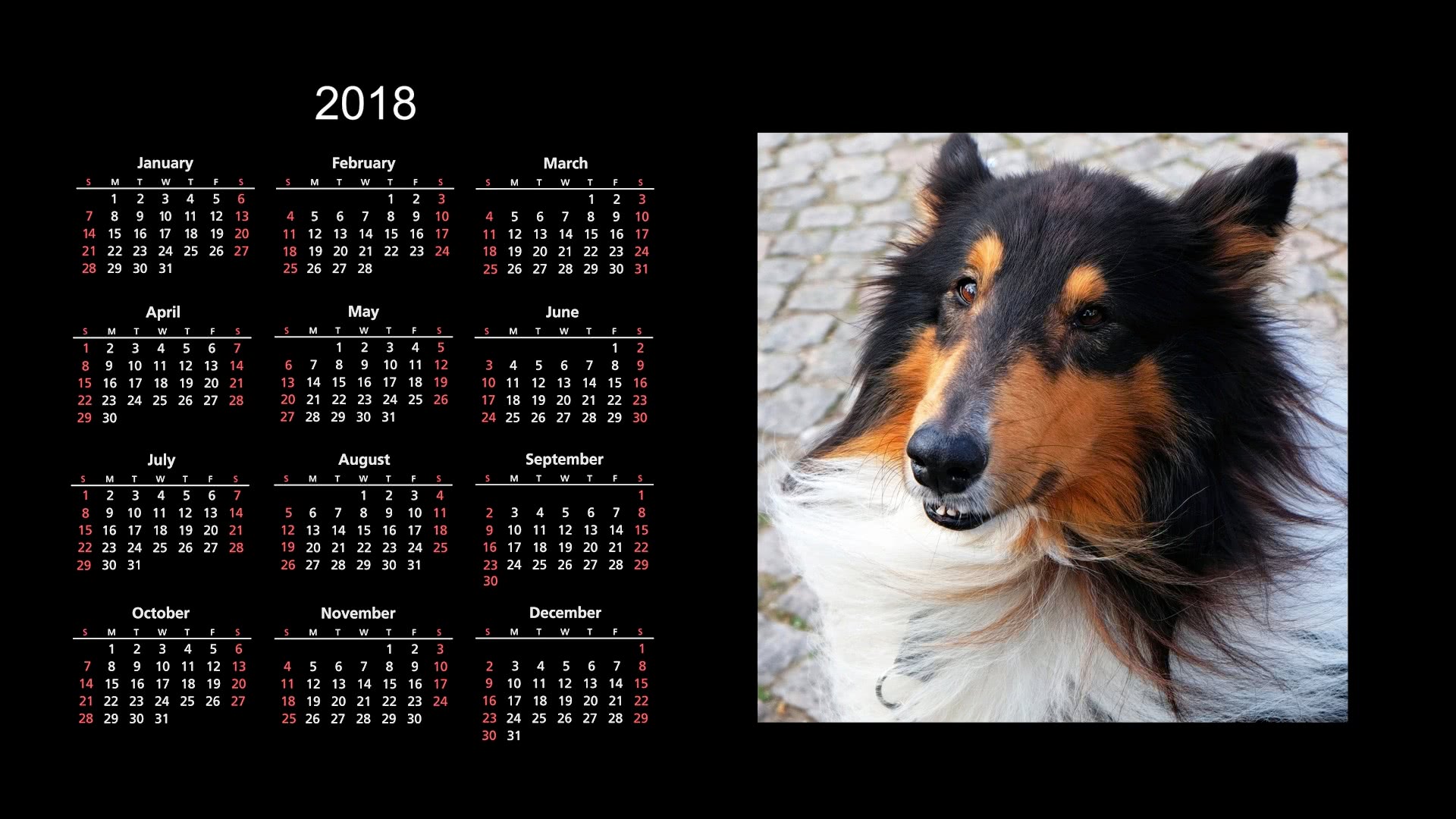 2018 collie calendar