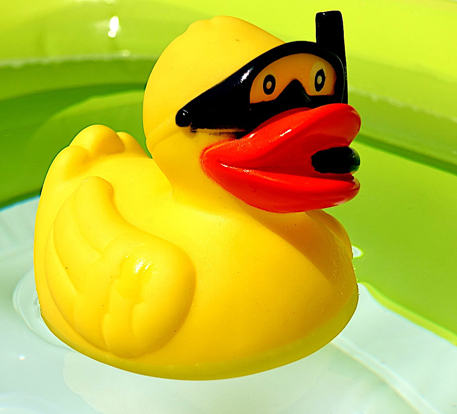 duckie in pool