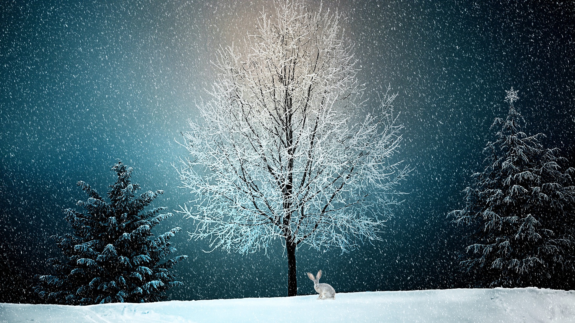 snow hare scenic