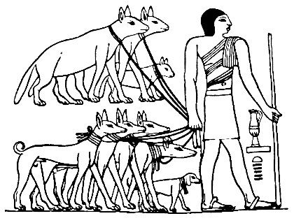 Tesem Egyptian dog